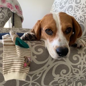 Meet your Posher, Bruce